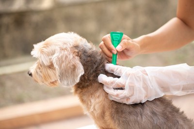 予防薬を打つ犬