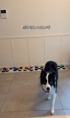 飼い主さんを呼び続けるサンゴくん3