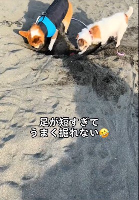 穴掘りを教わるラティちゃん2