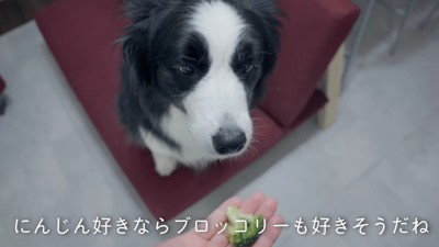 ブロッコリーを持つ手と犬