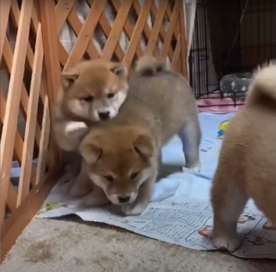 くっついている柴犬の赤ちゃん2匹と、お尻だけ映っている柴犬の赤ちゃん