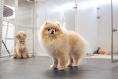 預けられた犬たち