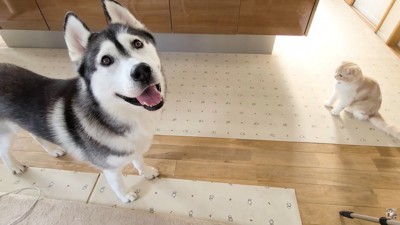 はっちゃんが何か言いたげにじーっ