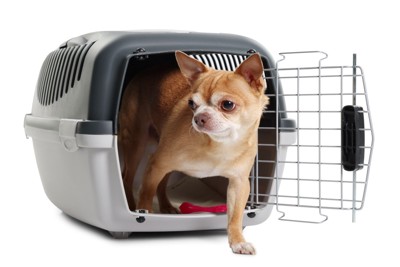 クレートから出てくる犬