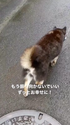 散歩をする黒い犬の後ろ姿