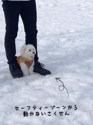 飼い主の足の間に挟まれている犬