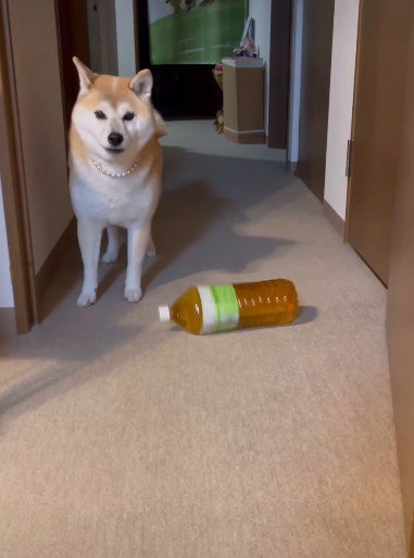 想像以上にデカかった!!
