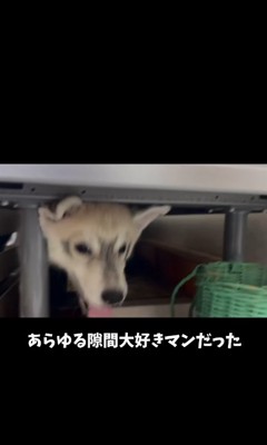 狭い隙間に滑り込むシベリアンハスキーの子犬