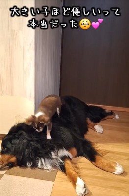 優しい大型犬