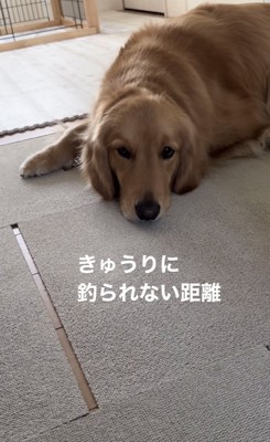 ふて寝する犬