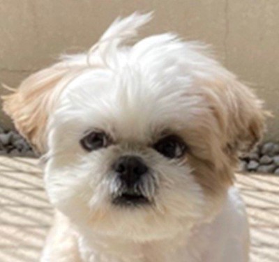 アップのほまれ君1