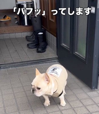鼻息で不満を表現