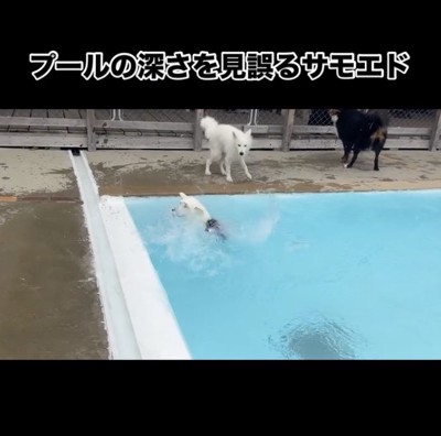 全力犬かき