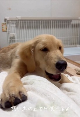 氷を食べる大型犬