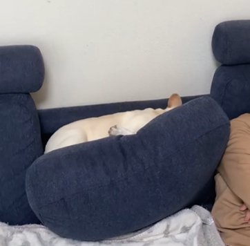 ソファのクッションの間に沈み込むフレンチブルドッグ