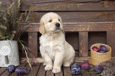 プラムと子犬