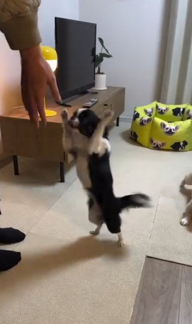 飼い主の女性に向けて後ろ足だけで立ち上がってアピールする小型犬