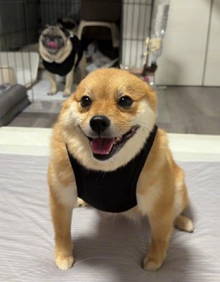 本当はとても可愛いわんこです♡