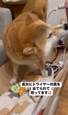 靴下を取られたぽんず君2