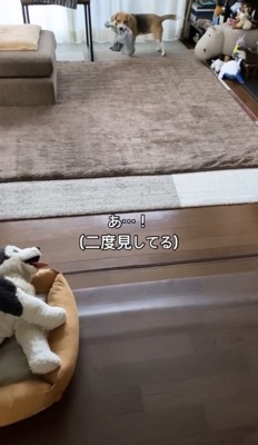 ぬいぐるみを見る犬