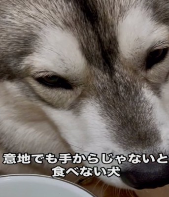アップの犬