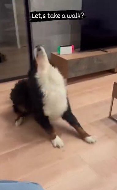 家の中で顔を上に向けて一声吠えるバーニーズマウンテンドッグ