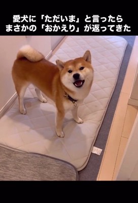 返事をするこむぎくん