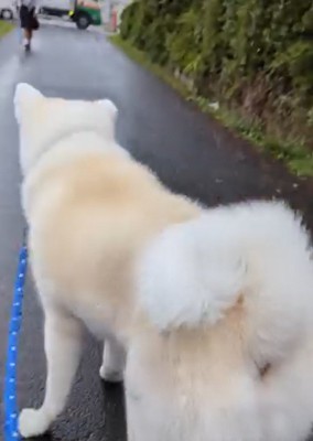 娘さんから目を離さないこうたろう君