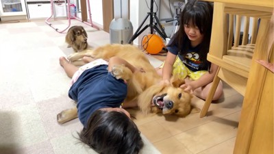 もみくちゃにされる犬