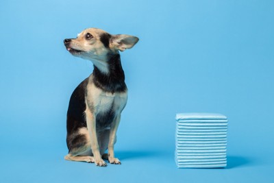 トイレシーツと犬