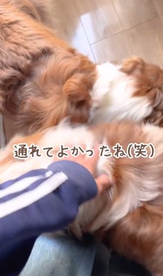 ベランダから戻れないガルチェロくん⑩