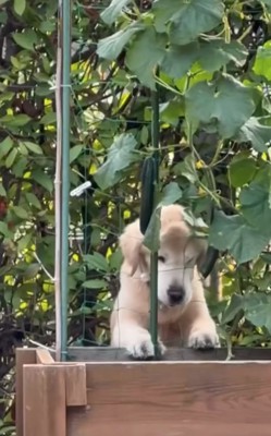 立ち上がる大型犬