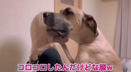 女性の両肩に前足を乗せる超大型犬