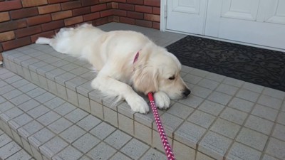 車に乗るのを拒否するギンちゃん2