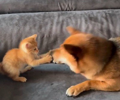 鼻パンチするわさび君