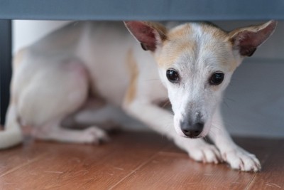 家具下に隠れる犬
