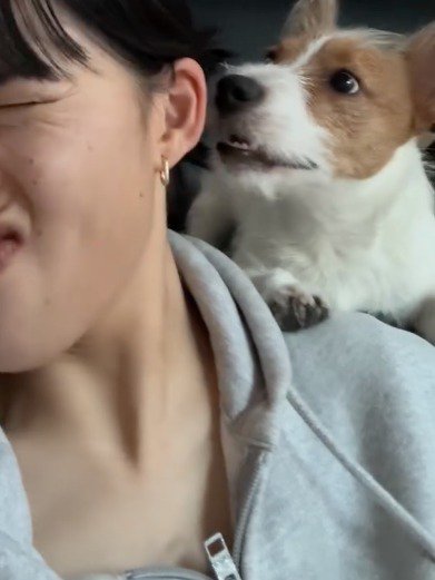 飼い主に吠える犬