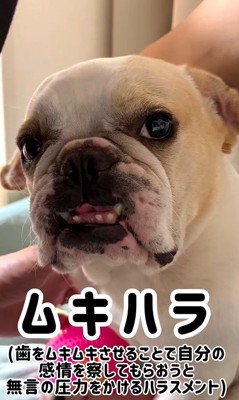 みやびちゃんの怒った顔4