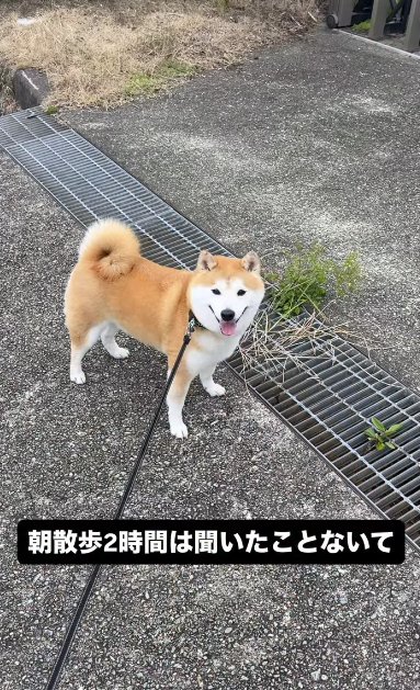 散歩中に立ち止まる柴犬
