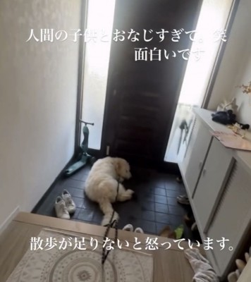 玄関に寝そべる犬