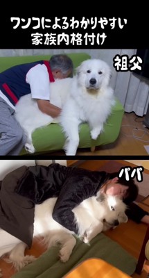 愛犬の反応を比較！