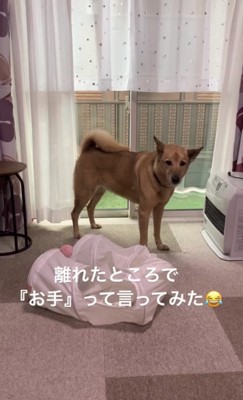 遠くにいる犬1