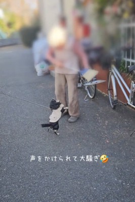 大騒ぎするまろちゃん