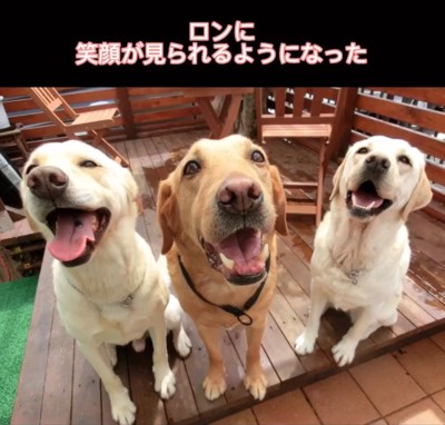 笑顔の大型犬たち