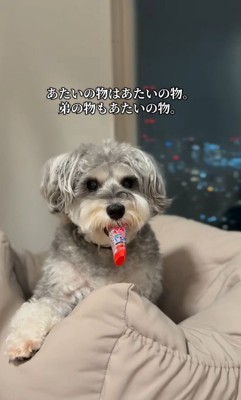 もなかちゃんの成長8