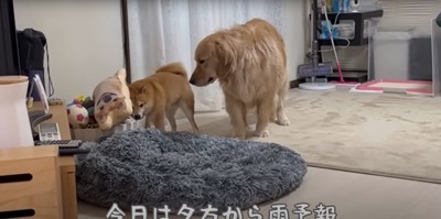 部屋の中で仲良く過ごす柴犬とゴールデンレトリバー