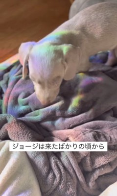 飼い主さんに甘えるジョージくん