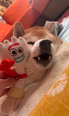 2回もお返事してくれました！