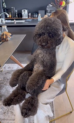 テレビを見るCOCOちゃん3