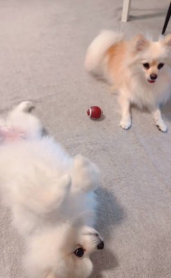 反抗期なベアくん